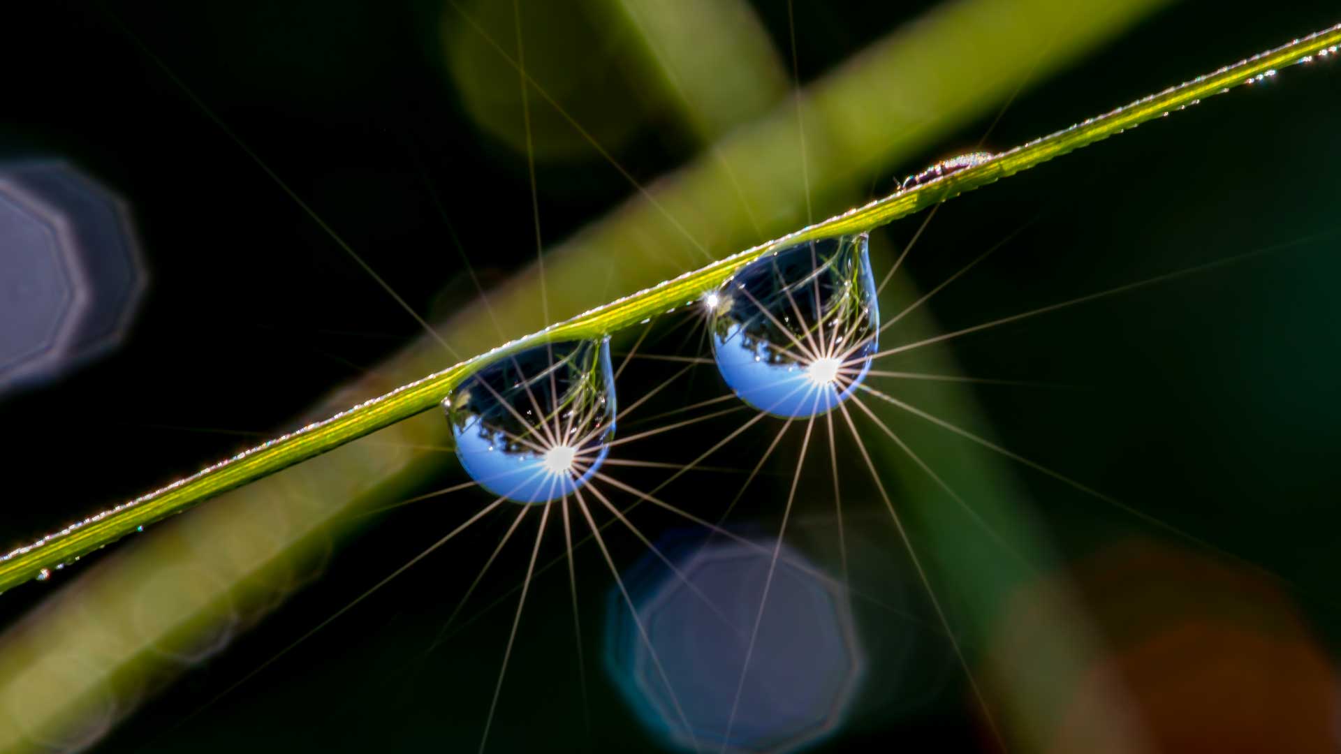 zwei Wassertropfen am Grashalm. Die Sonne spiegelt sich und wirft kleine Sonnen-Sterne