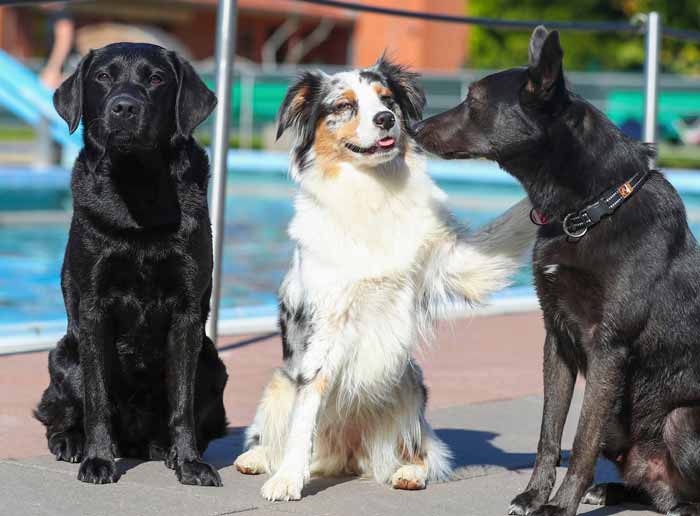 freunde fuers leben hundeschwimmen fritz homann bad