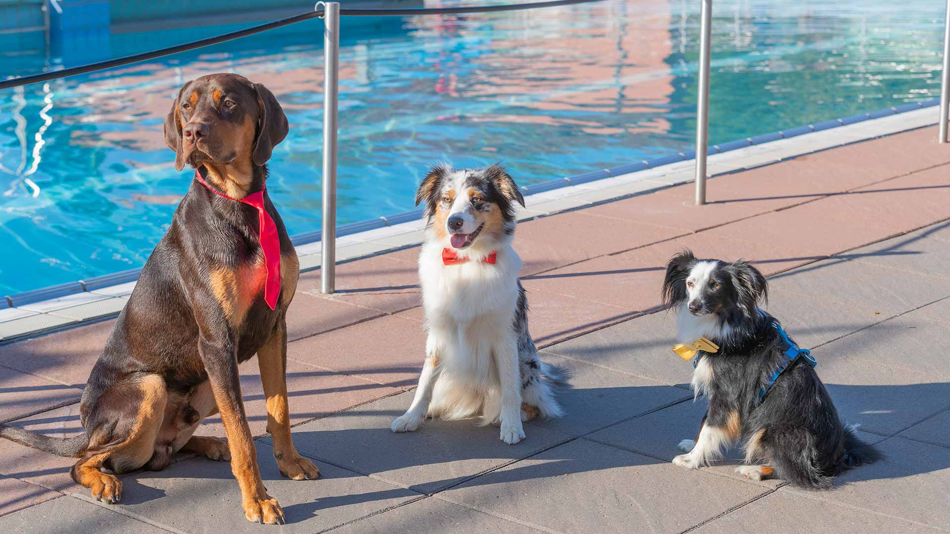 3 Hunde während des Hundeschwimmen im Fritz Homann Bad