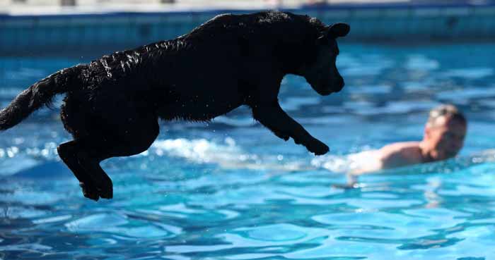 springender hund in das wasser